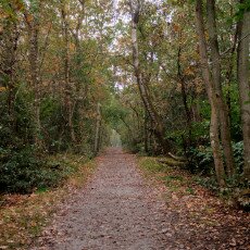 Autumn in the forest 10
