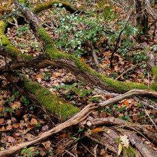 Autumn in the forest 11