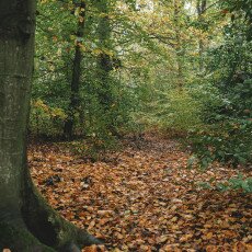 Autumn in the forest 12