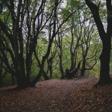 Autumn in the forest 13
