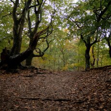 Autumn in the forest 19