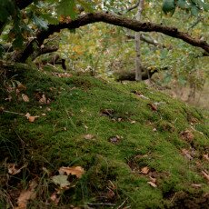 Autumn in the forest 14