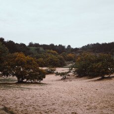 Autumn in the forest 15
