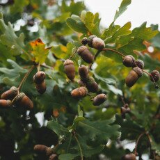 Autumn in the forest 16