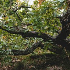 Autumn in the forest 17