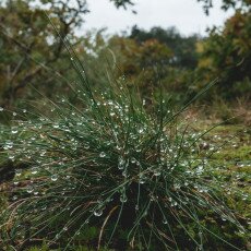 Autumn in the forest 18
