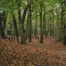 Autumn in the forest 21