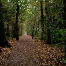 Autumn in the forest 22