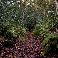 Autumn in the forest 24