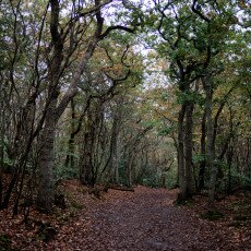 Autumn in the forest 23