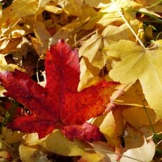 Autumn mood 01