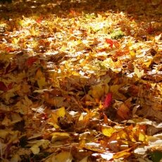 Autumn mood 02