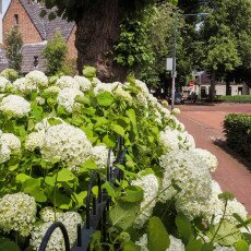 Bergen, the Netherlands 09