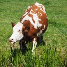 Cow portrait