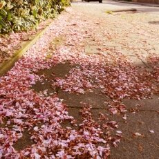 Spring Blossom 04