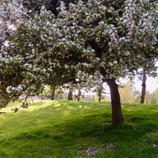 Spring Blossom 02