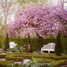 Spring Blossom 03