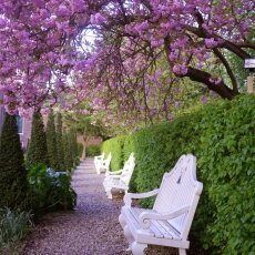 Spring Blossom 05