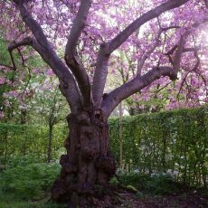 Spring Blossom 06