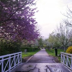 Spring Blossom 07