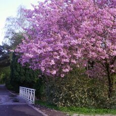 Spring Blossom 08
