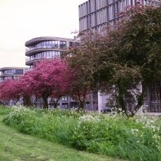 Spring Blossom 09
