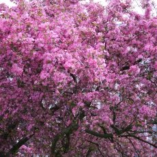 Spring Blossom 10