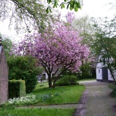 Spring Blossom 11