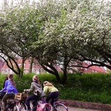 Spring Blossom 12