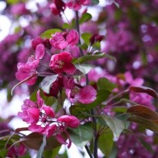 Spring Blossom 13