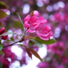 Spring Blossom 14