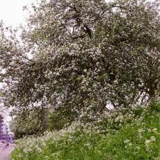 Spring Blossom 15