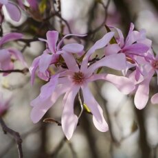 Spring Blossom 16