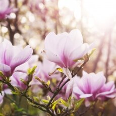 Spring Blossom 17