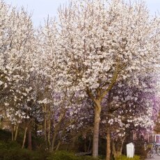 Spring Blossom 18