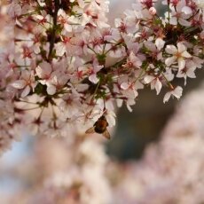 Spring Blossom 19