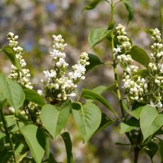 Spring Blossom 20