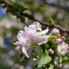 Spring Blossom 21 - Apple tree
