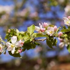 Spring Blossom 22  - Apple tree