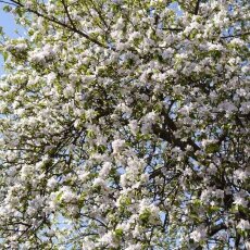 Spring Blossom 23 - Apple tree
