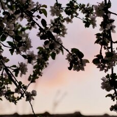 Spring Blossom 24 - Apple tree