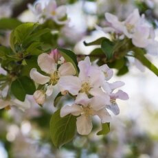 Spring Blossom 25  - Apple tree