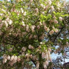 Spring Blossom 26 - Pink Acacia