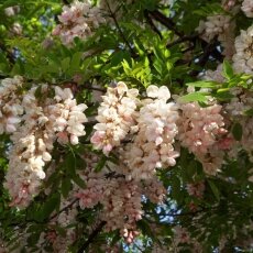 Spring Blossom 27 - Pink Acacia