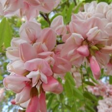 Spring Blossom 28- Pink Acacia
