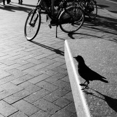 Bird - Amsterdam