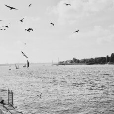 Friends, boats and seagulls - Antwerp, Belgium