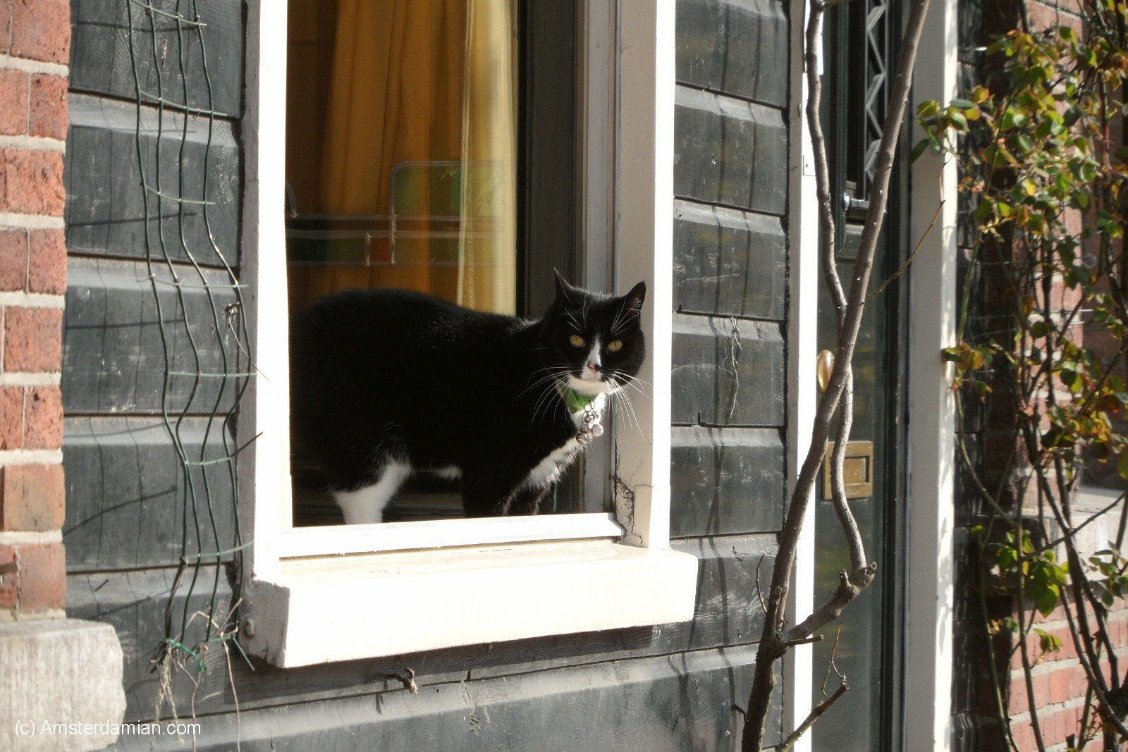 The cats of Amsterdam | Amsterdamian -