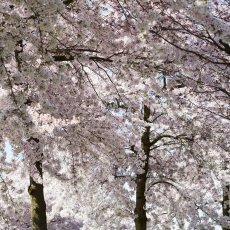 Cherry Blossom 05