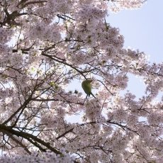 Cherry Blossom 08